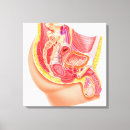 Suche nach querschnitt leinwandbilder Farbbild