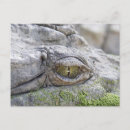 Suche nach krokodile postkarten Afrika