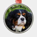 Suche nach könig charle Hundefreund