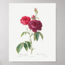 Suche nach lila rose poster Floral