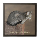 Suche nach hauskatzen fliesen Grau