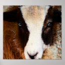 Suche nach mutterschaf poster Wolle