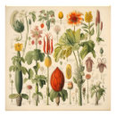 Suche nach herbarium poster Natur