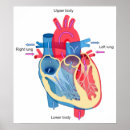 Suche nach menschliches herz poster Diagramm
