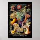 Suche nach actiniae poster Seeanemone