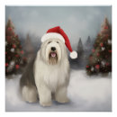 Suche nach old english sheepdog poster Alter englischer schafhund