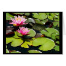 Suche nach lilypads Rosa
