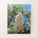 Suche nach syringa Blüte