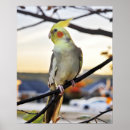 Suche nach cockatiel poster Kakatiel