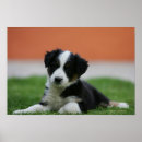 Suche nach alte hunde poster Welpe
