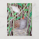 Suche nach kuckuck postkarten Vögel