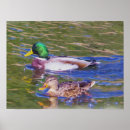 Suche nach ente poster Wild lebende tiere