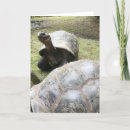 Suche nach tortoise karten Schildkrötenkarte