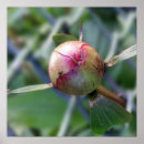 Suche nach ameisen poster Blatt