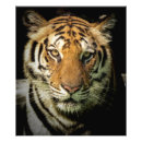 Suche nach gefährliche tiere poster Wild