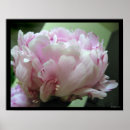Suche nach blaß poster Rosa