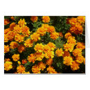 Suche nach ringelblume postkarten Blumen