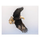Suche nach adler foto poster Natur