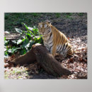 Suche nach niedlicher tiger poster Wild
