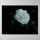 Suche nach schrein poster Rose