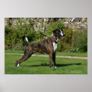 Suche nach pam poster Brindle