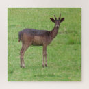 Suche nach ein tier puzzle Wald