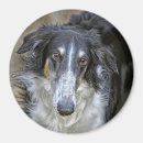Suche nach rettungen magnete Hund