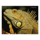 Suche nach eidechsen fotodruck Leguan