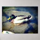 Suche nach mallard poster Vögel
