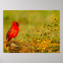Suche nach baumstamm poster Vogel