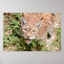 Suche nach lynx poster Nature