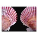 Suche nach molluske poster Meeresleben