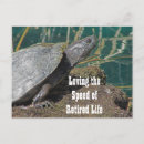 Suche nach lustige schildkröte alle postkarten Reptil