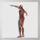 Suche nach menschlicher arm poster Farbbild