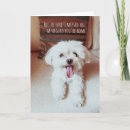 Suche nach shih tzu hund karten Hunde