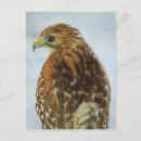 Suche nach buteo Falken