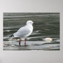 Suche nach seemöwe poster Strand
