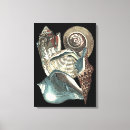 Suche nach muscheln leinwandbilder Tritonshorn