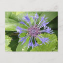 Suche nach cornflower postkarten Blau