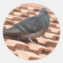 Suche nach niedliche taube aufkleber Natur