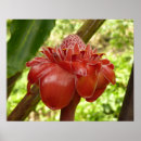 Suche nach ingwer poster Blume