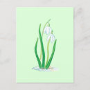 Suche nach galanthus Schneefall