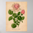 Suche nach grüner tee poster Rose