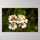 Suche nach wanzen poster Blumen
