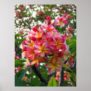 Suche nach plumeria poster Frangipani