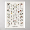 Suche nach motten poster Wildtiere