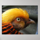 Suche nach goldener fasan poster Goldgelb