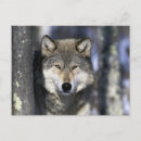 Suche nach grauer wolf postkarten Schnee