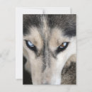 Suche nach siberian husky postkarten Sibirisch