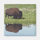 Suche nach bison magnete Tiere